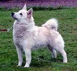 Lycketorpets Jazz of Kingdom