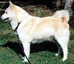 Lycketorpets Kickan Vick